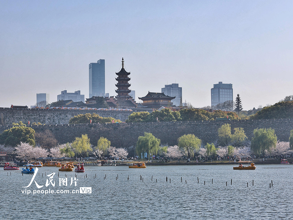 3月25日，江苏南京玄武湖公园樱花盛放，吸引市民与游客前来踏青、划船，享受宜人春色。柏滨丰/人民图片